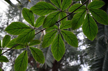 A green tropical plant, an egoistic plant. It grows in warm countries. Perfect for wallpaper.