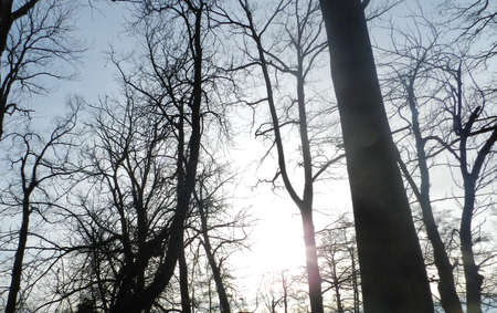 Beautiful sunset. Trees against the sky. Perfect wallpaper.の写真素材