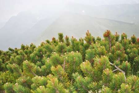Beautiful mountain landscape. A trail leading through the Tatra National Park.の写真素材