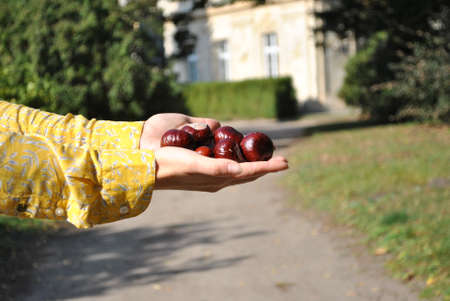 Chestnuts. A symbol of autumn and the upcoming winter.の写真素材