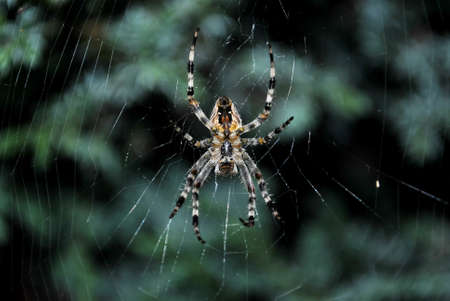 A spider waiting for its prey. Spider web. Terrifying.の写真素材