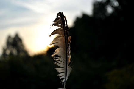 Feather against the sky photographed during sunset. Park. Beautiful.の写真素材