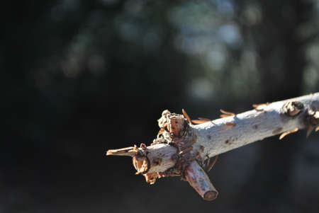 Leaves and twigs macro. Garden and park. Perfect for wallpaper or background.