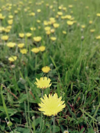 Rural landscape. Forgoten field. Uninhabited areas outside the city. Meadow.