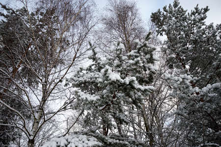 Winter in the garden, park. A lot of snow. Snow-covered trees. Cold and frosty morning.