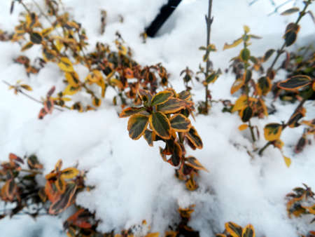 Leaves and twigs macro. Garden and park. Winter season, winter atmosphere. Perfect for wallpaper or background.の写真素材