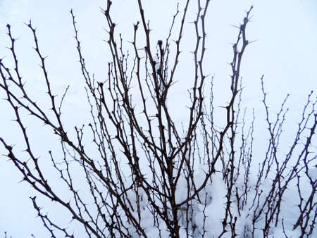 Leaves and twigs macro. Garden and park. Winter season, winter atmosphere. Perfect for wallpaper or background.の写真素材