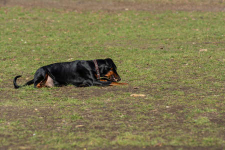 Dog playing in the parkの写真素材