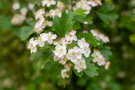 Snowy crowns adorn the hawthorn. A profusion of white blooms unfolds, clustered in globes across the...