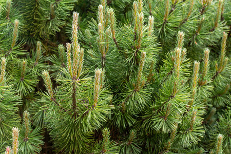 A hardy sentinel stands tall. The mountain pine, a rugged conifer, reaches skyward with branches...