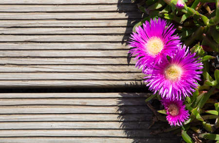 pink flowers on the right side on a wooden backgroundの写真素材