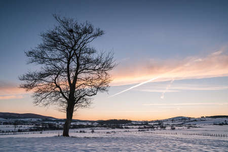 beautiful sunrise with the image of a tree in a snowy fieldの写真素材