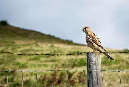 small bird of prey resting on a hawthorn fence looking for food with a green mountain background