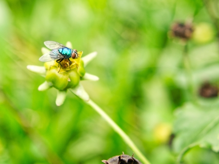 Green fly on petalの写真素材