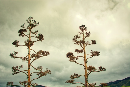 agave flowers towards the sky

の写真素材
