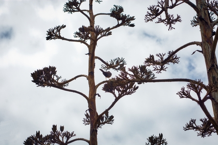 Turdus serranus with his back to the cameraの写真素材