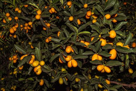 Kumquats or cumquats in Australian English; Citrus japonica are a group of small fruit-bearing trees in the flowering plant family Rutaceaeの写真素材