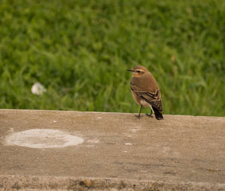 Little birdieの写真素材