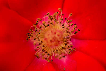 Red flower close-up. Close up of the inner part of a red flower.