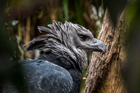American harpy eagle close upの写真素材