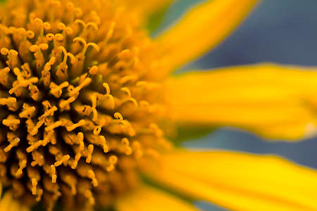 Close up of a beautiful yellow flowerの写真素材