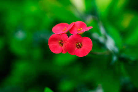 Red flower close-up. Close up of the inner part of a red flower.の写真素材