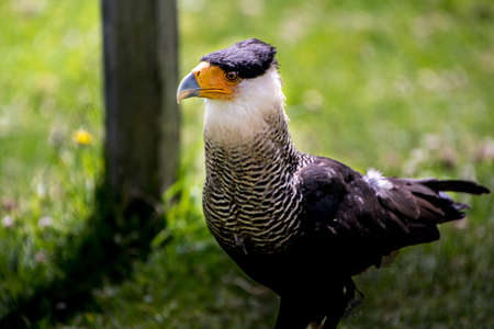 Close up of a Southern Crested Caracaraの写真素材