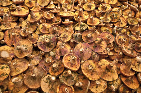 Mushrooms at a stand in the Boqueria Market, in Barcelona, Spain.の写真素材