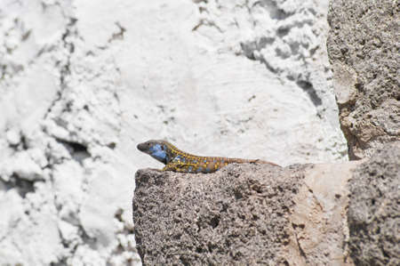 gallotia galloti or Gallotia caesaris lizardの写真素材