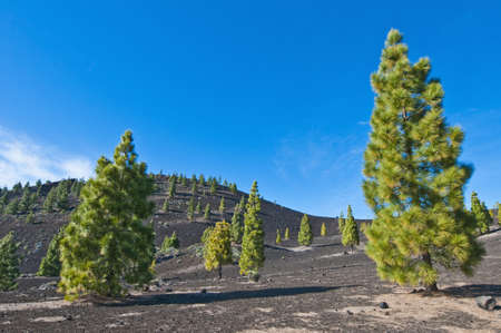 Samarra volcanic region near Mount Teide, Tenerife Islandの写真素材