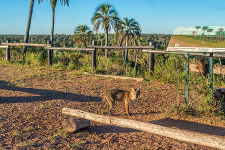 Mountain Fox on El Palmar National Park (Parque Nacional El Palmar), one of Argentina's national...