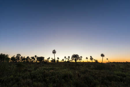 Sunrise on El Palmar National Park (Parque Nacional El Palmar), one of Argentina's national parks, located on the center-west of the province of Entre Rios, between the cities of Colon and Concordia.の写真素材