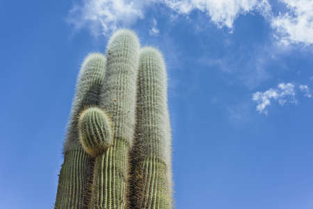 Cactus in Humahuaca, located north of Tilcara and Purmamarca, in the colourful valley of Quebrada de Humahuaca in Jujuy Province, northern Argentina.の写真素材