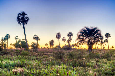 Sunrise on El Palmar National Park (Parque Nacional El Palmar)の写真素材