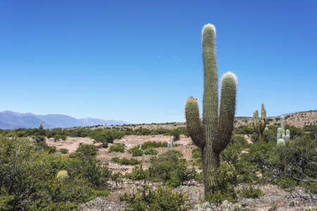 Cactus on the colourful valley of Quebrada de Humahuaca in Jujuy Province, northern Argentina.の写真素材
