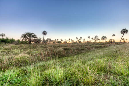 Sunrise on El Palmar National Park (Parque Nacional El Palmar), one of Argentina's national parks,...