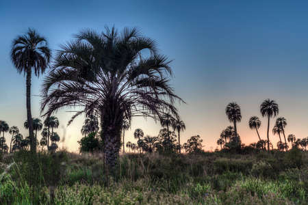 Sunrise on El Palmar National Park (Parque Nacional El Palmar), one of Argentina's national parks,...