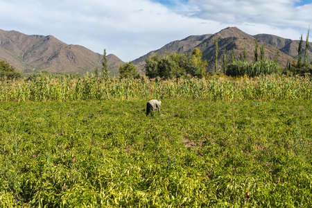 Cachi Adentro Region within Calchaqui Valleys in Salta Province, northern Argentinaの写真素材