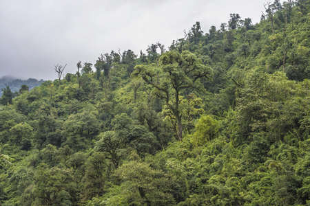 Subtropical forest at Calchaqui Valley in Tucuman province, northern Argentina.の写真素材