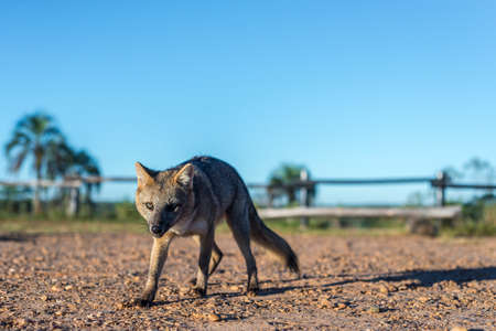 Mountain Fox on El Palmar National Park (Parque Nacional El Palmar), one of Argentina's national parks, on the center-west of the province of Entre Rios, between the cities of Colon and Concordia.の写真素材