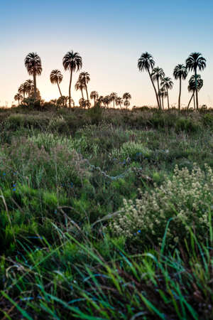 Sunrise on El Palmar National Park (Parque Nacional El Palmar), one of Argentina's national parks, located on the center-west of the province of Entre Rios, between the cities of Colon and Concordia.の写真素材
