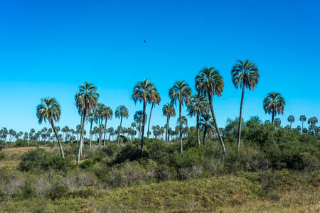 Yatay Palms (Syagrus Yatay) on El Palmar National Park, one of Argentina's national parks, located on the center-west of the province of Entre Rios, between the cities of Colon and Concordia.のeditorial素材