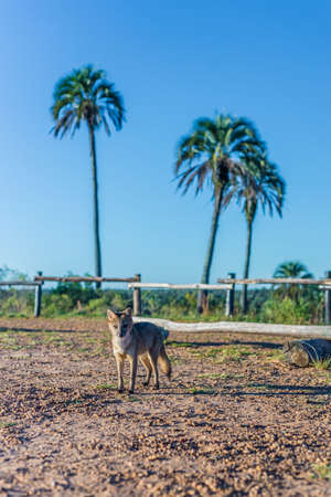 Mountain Fox on El Palmar National Park (Parque Nacional El Palmar), one of Argentina's national parks, on the center-west of the province of Entre Rios, between the cities of Colon and Concordia.の写真素材