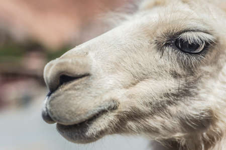 Llama in Purmamarca, near Cerro de los Siete Colores (The Hill of Seven Colors), in the colourful valley of Quebrada de Humahuaca in Jujuy Province, northern Argentina.の写真素材
