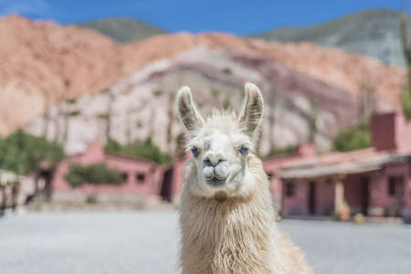 Llama in Purmamarca, near Cerro de los Siete Colores (The Hill of Seven Colors), in the colourful valley of Quebrada de Humahuaca in Jujuy Province, northern Argentina.のeditorial素材