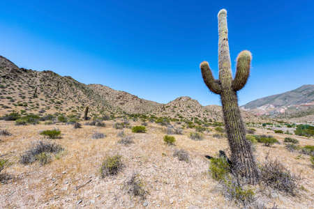 Los Cardones National Park along famous Route 40 in its section through the northern province of Salta, Argentina.のeditorial素材