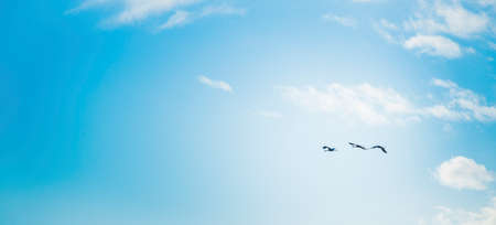 Cranes migrating over Gallocanta Lagoon in Zaragoza, Spainの写真素材