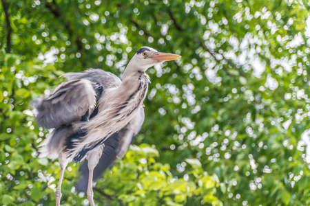 Crane resting among Amsterdam streets, Netherlands.の写真素材