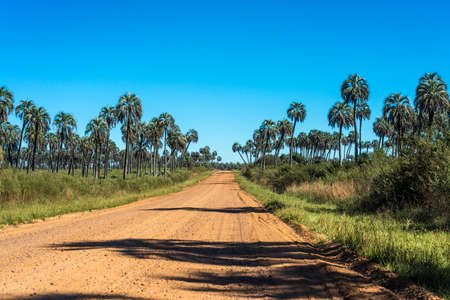 Yatay Palms (Syagrus Yatay) on El Palmar National Park, one of Argentina's national parks, located on the center-west of the province of Entre Rios, between the cities of Colon and Concordia.の写真素材