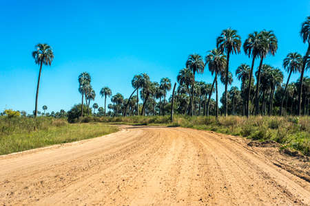 Yatay Palms (Syagrus Yatay) on El Palmar National Park, one of Argentina's national parks, located on the center-west of the province of Entre Rios, between the cities of Colon and Concordia.の写真素材